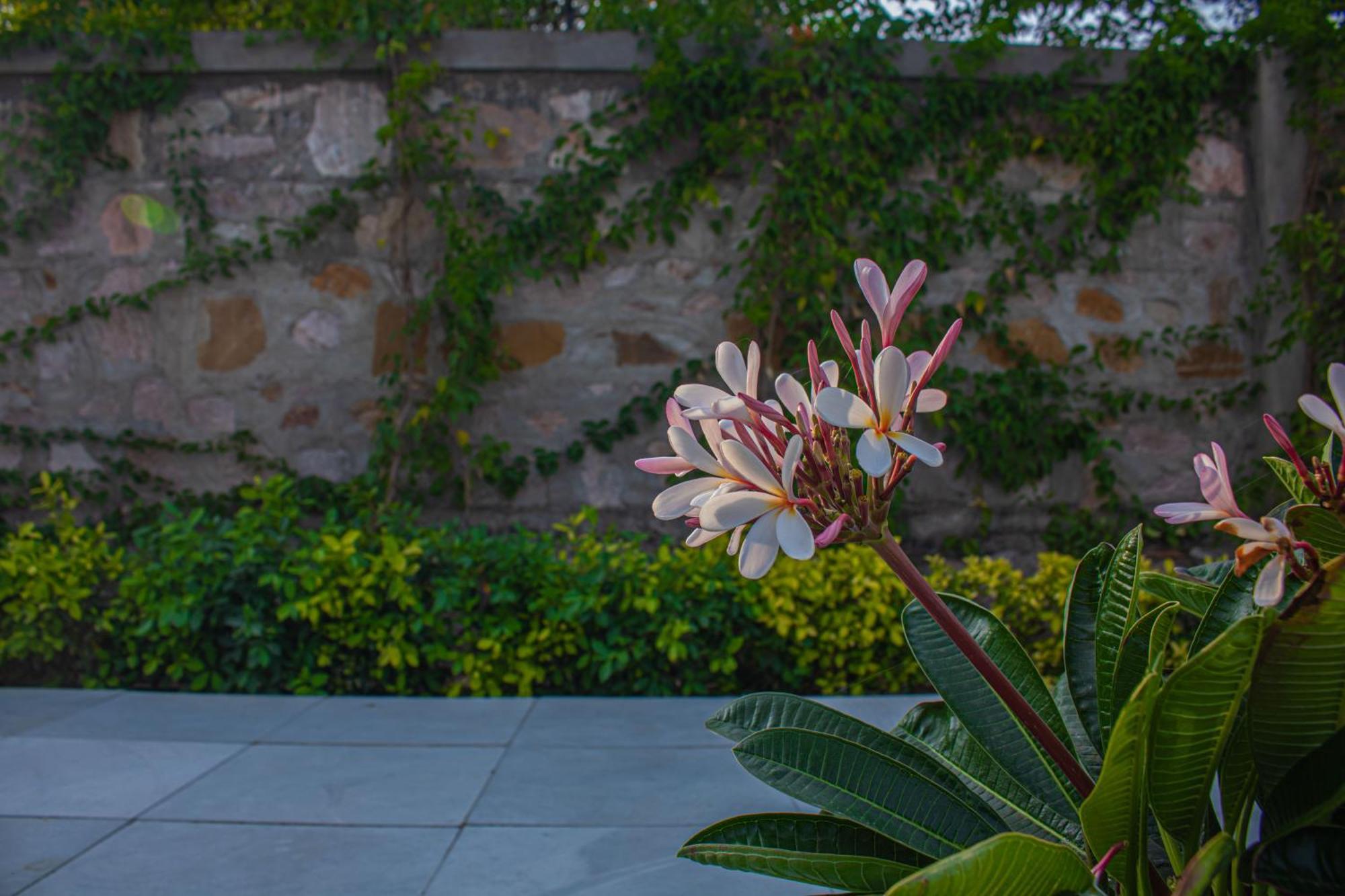 The Peace- A Luxury 2Bhk Private Pool Farm جايبور المظهر الخارجي الصورة